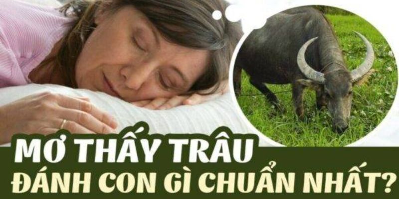 Mơ thấy trâu đánh số gì là chuẩn nhất